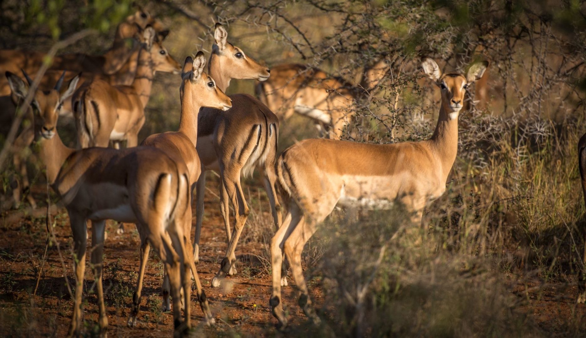 Impala