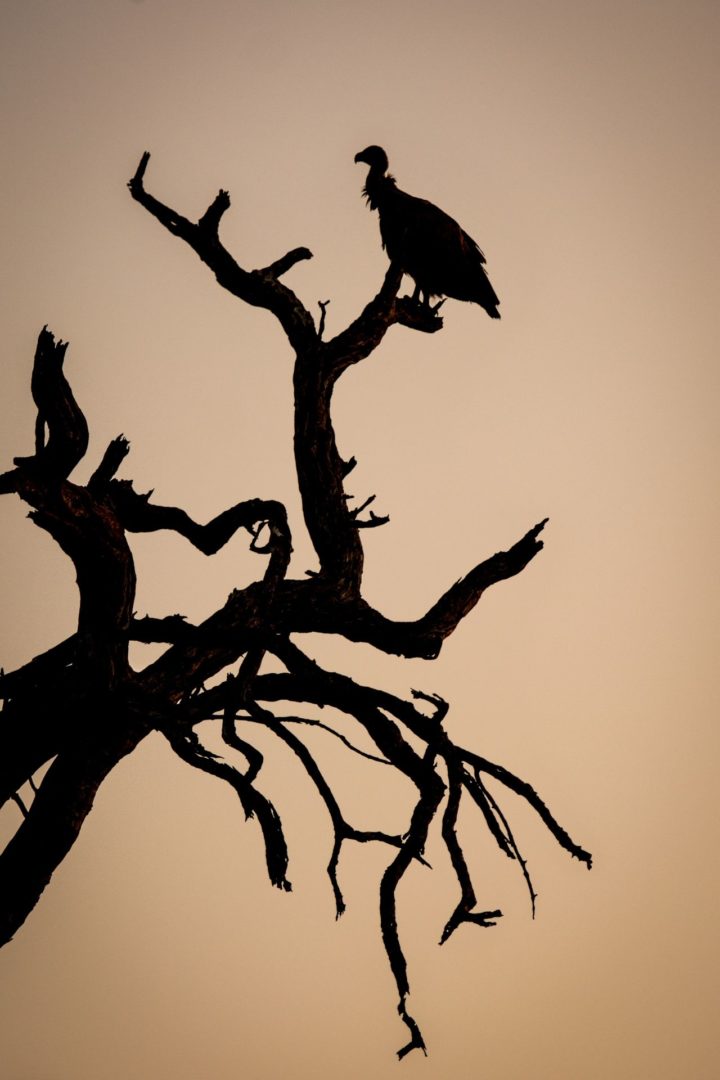 Vulture