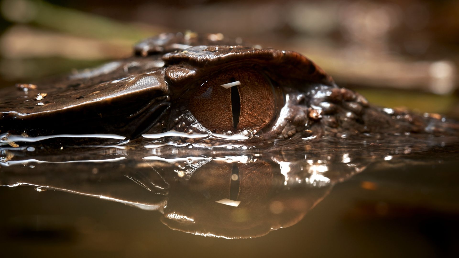 Caiman (Photo Credit: Paul Bertner)