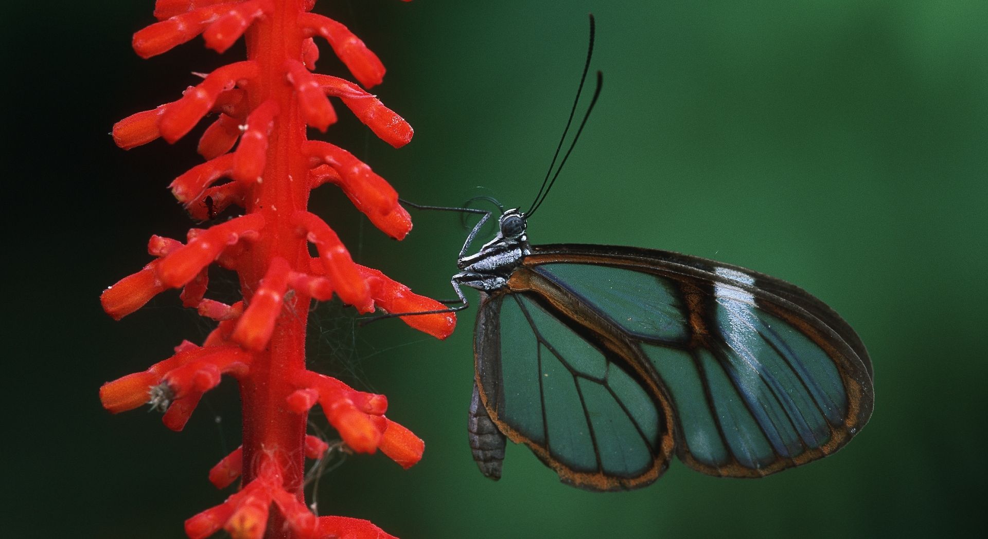 A discovery of even the most delicate of fauna (Photo Credit: Thomas Marrent)