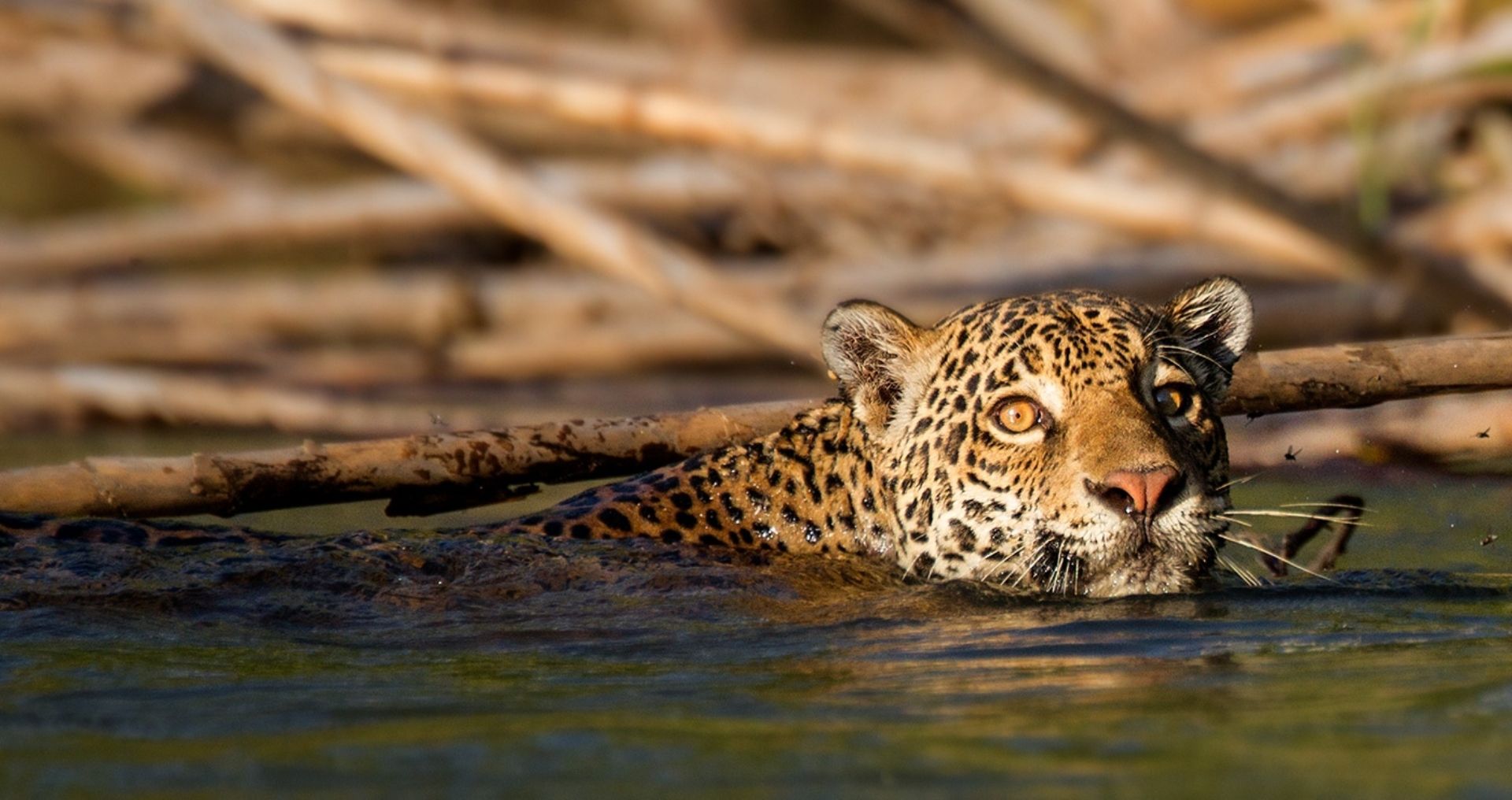 Great swimmers – Jaguar (Photo Credit: Lucas Bustamante)