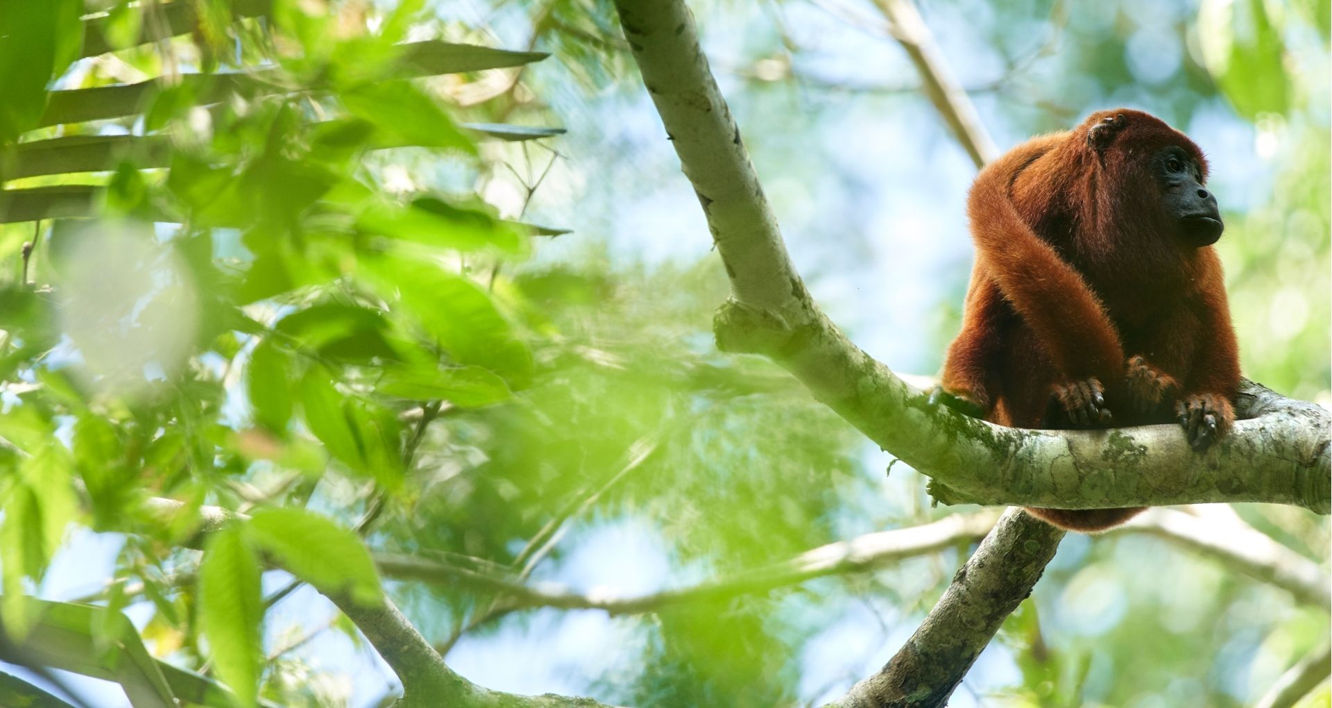 Howler Monkey (Photo Credit: Paul Bertner)